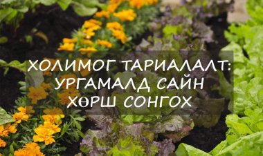 “ГЭРИЙН НӨХЦӨЛД ХҮНСНИЙ НОГОО ТАРИАЛЪЯ” АЯН ЗОХИОН БАЙГУУЛАГДАЖ БАЙНА
