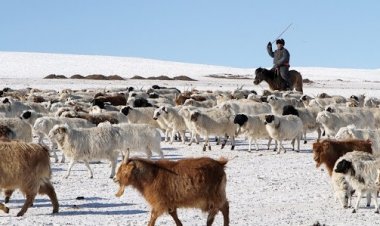 АЙМГИЙН АВАРГА МАЛЧИД, УЯАЧИД ТОДОРЛОО